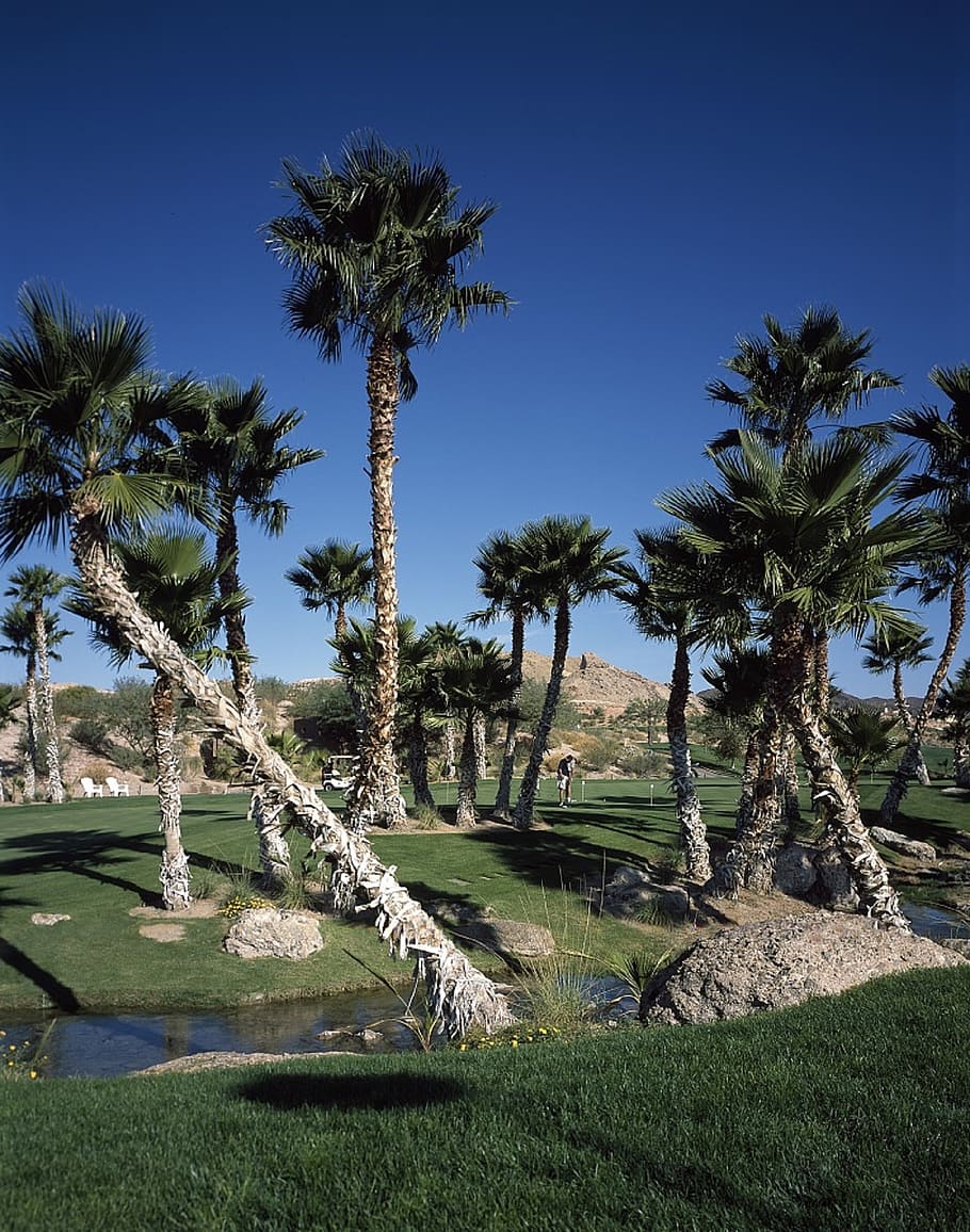 golf, course, trees, palms, green, landscape, club, leisure HD wallpaper