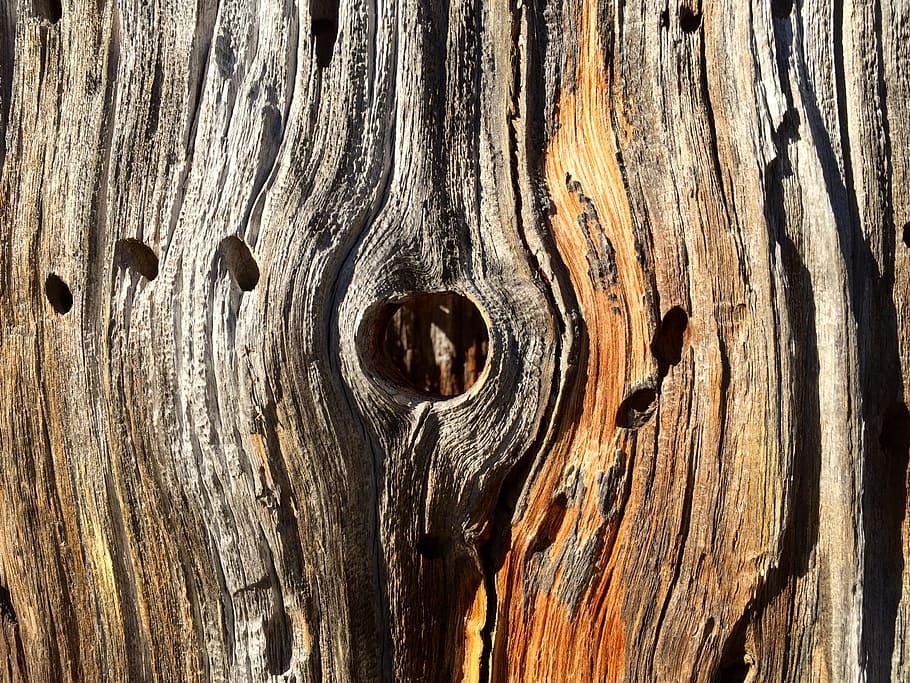 Wood, Trunk, Dry, Texture, Brown, Hole, bark, nature, log, tree HD wallpaper