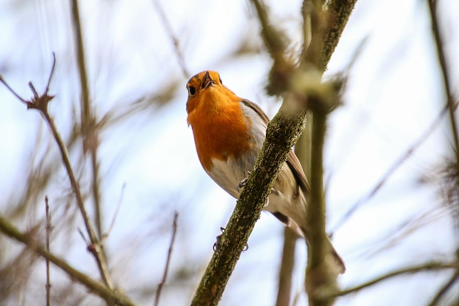 bird on tree branch, robin, rotbrüstchen, small bird, feather