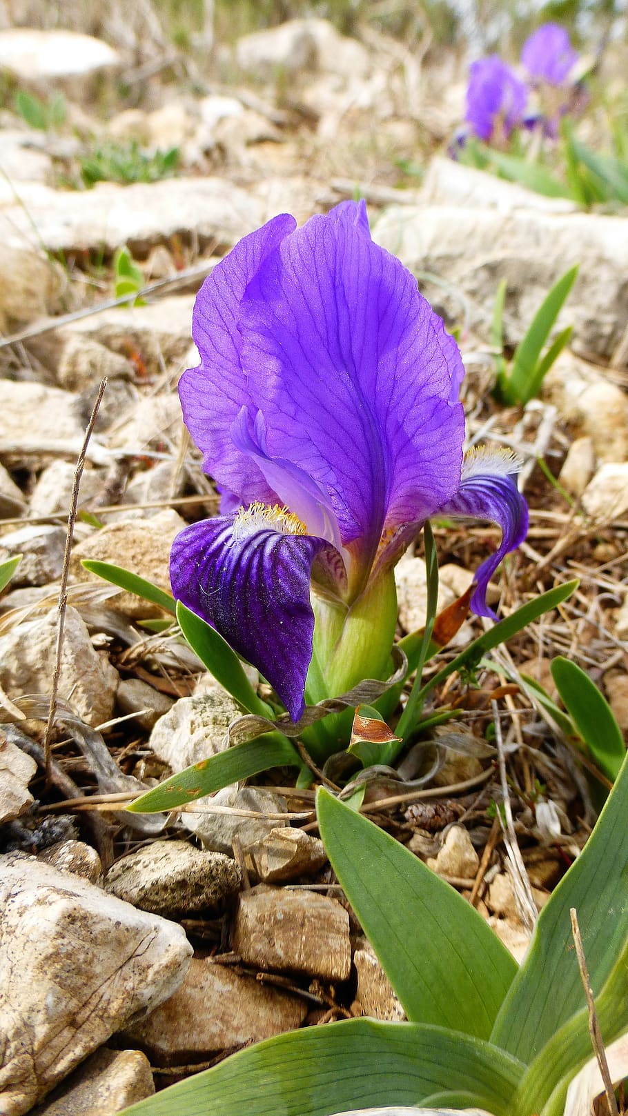 nature, plant, flower, leaf, outdoor, violet, fulfillment, close up, HD wallpaper