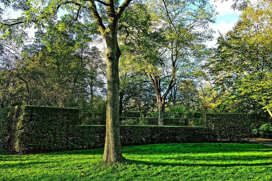 green trees on green grass field, park, hedge, clipped, landscape HD wallpaper