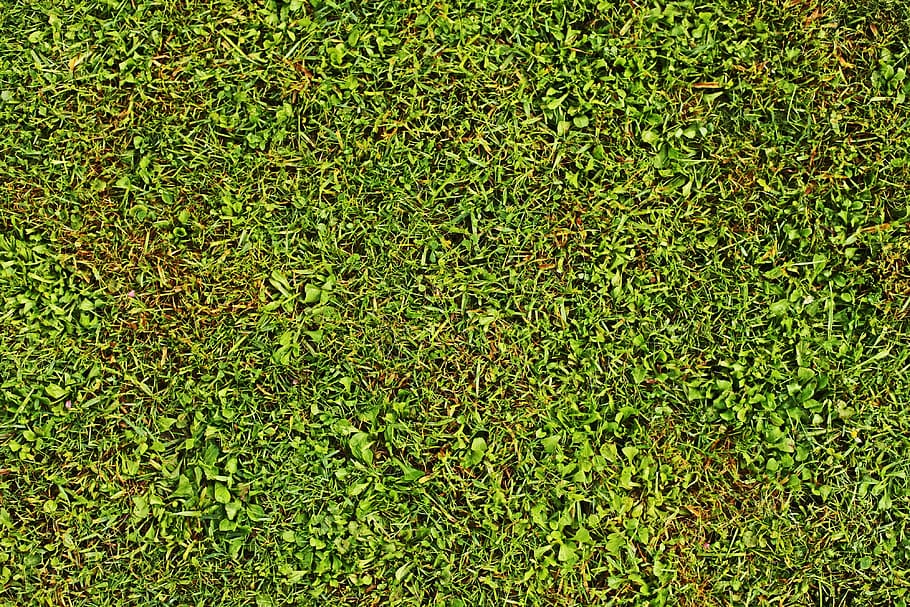 green grass, out, field, flora, fresh, garden, gardening, grassy HD wallpaper