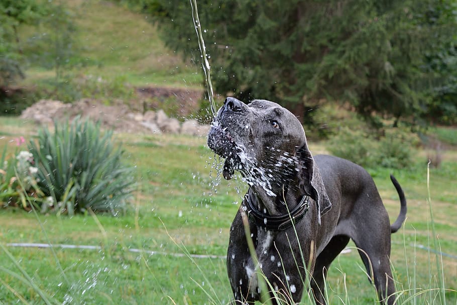 water, great dane, drinking regime, mammal, animal themes, one animal HD wallpaper