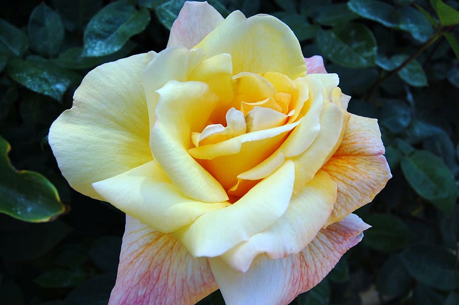 rose, yellow, flower, spring, petals, bloom, blossom, flowering plant HD wallpaper