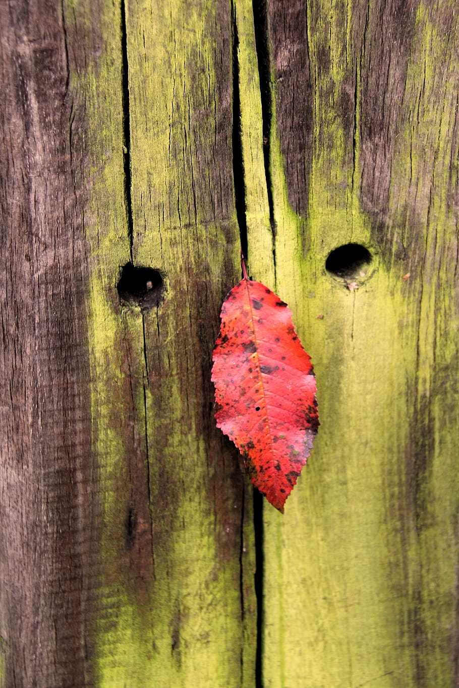 wood, old, post, leaf, face, funny, weathered, wooden posts HD wallpaper