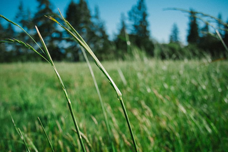 shallow focus photography of green grass, green grass macro photo HD wallpaper