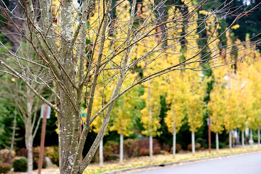 Trees, Road, Nature, Season, autumn, fall, yellow, foliage HD wallpaper