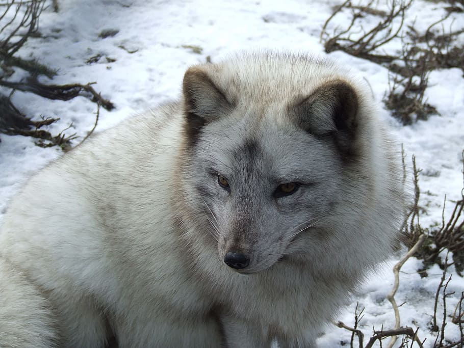white and gray snow wolf, arctic fox, fur, animal, wildlife HD wallpaper
