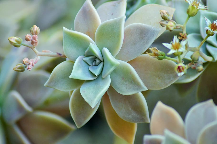 selective focus photography of rosette succulent plant, nature, HD wallpaper