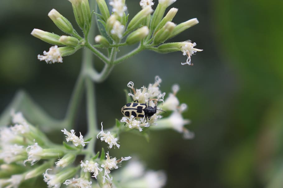 insects, ladybug, flower, flowering plant, animal wildlife HD wallpaper