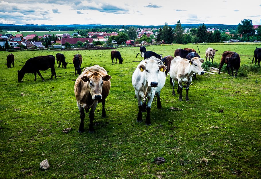 cow, farm, animals, wild, field, grass, cows, pasture, calf HD wallpaper