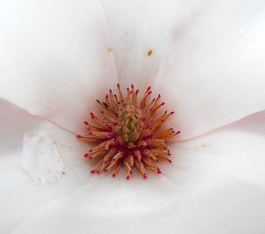detail, flower, white, petals, the header, flowering plant, HD wallpaper