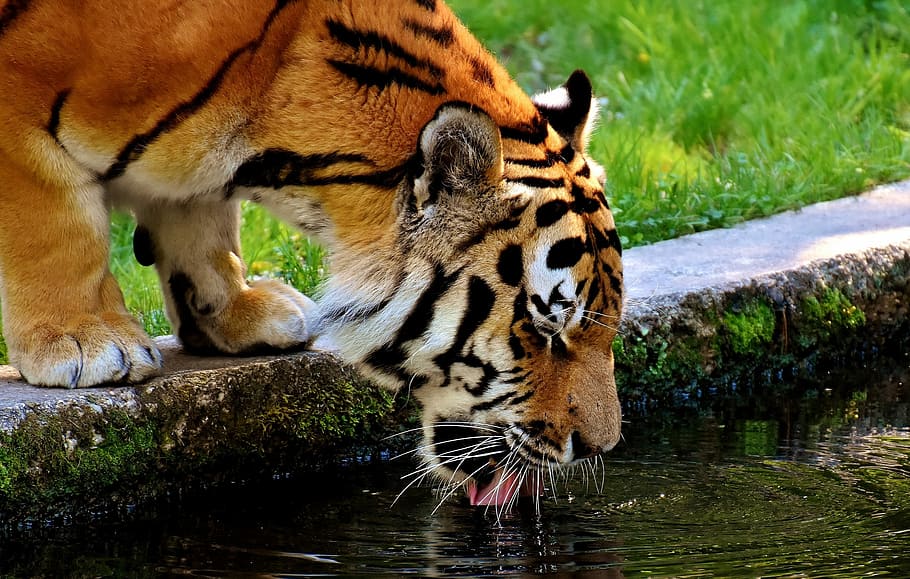 tiger drinking water during daytime, Predator, Fur, Beautiful HD wallpaper