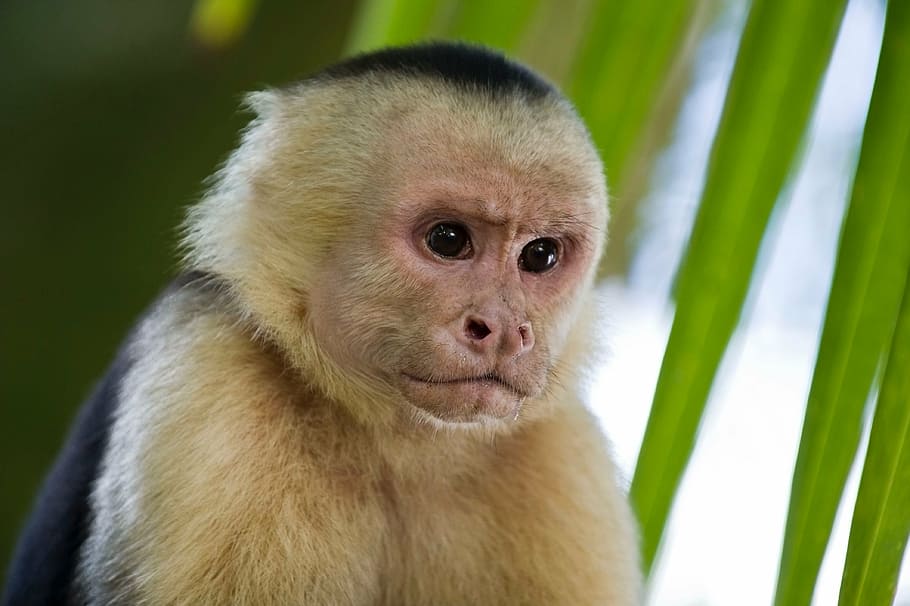 beige and black monkey, primates, capuchin, one animal, looking at camera HD wallpaper