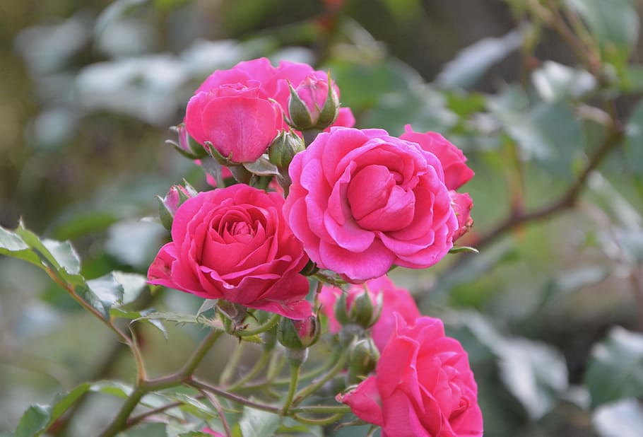 flower, roses, rosebush, offer, love, climbing rose, garden HD wallpaper