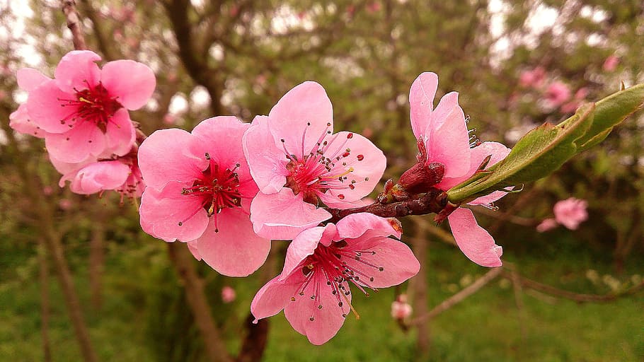 flowers, bloom, flowering tree, spring, pink flower, branch HD wallpaper
