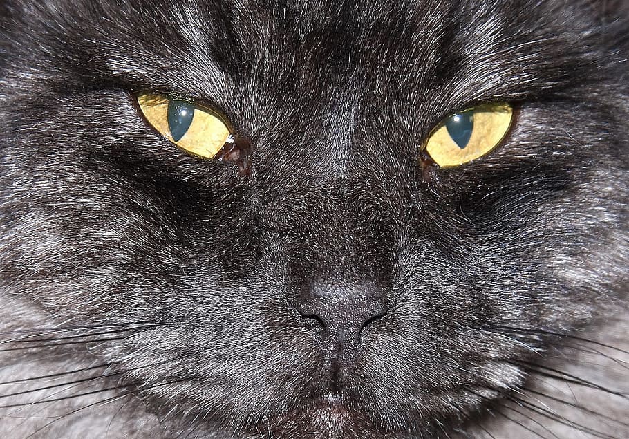 black cat, head, face, macro, close up, looking, domestic, pet HD wallpaper