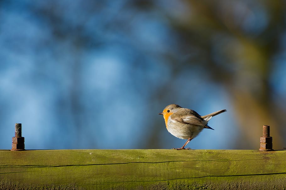 selective focus of brown and orange bird on branch, bird sits on wood HD wallpaper