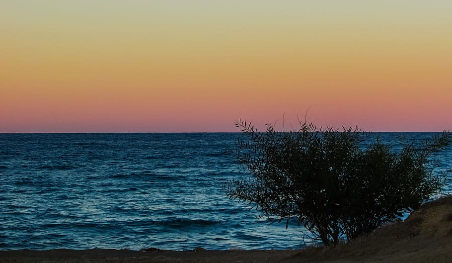 Tree, Sunlight, Afternoon, Sunset, scenery, sea, beach, horizon over water HD wallpaper