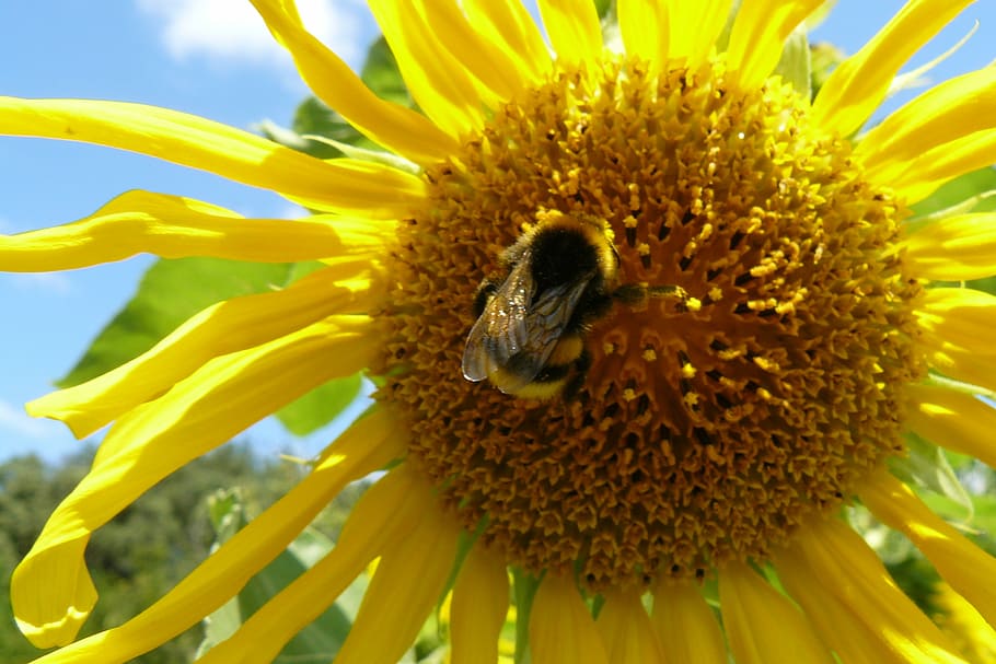 macro, summer, sunflower, forage, field, flowering plant, fragility HD wallpaper