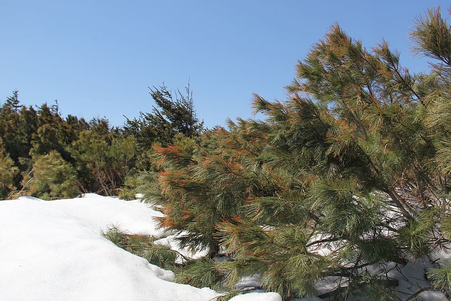 sakhalin, spring, snow, plant, tree, cold temperature, winter HD wallpaper