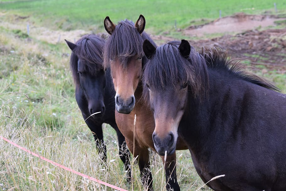 three black and brown horses standing on green grass at daytime HD wallpaper