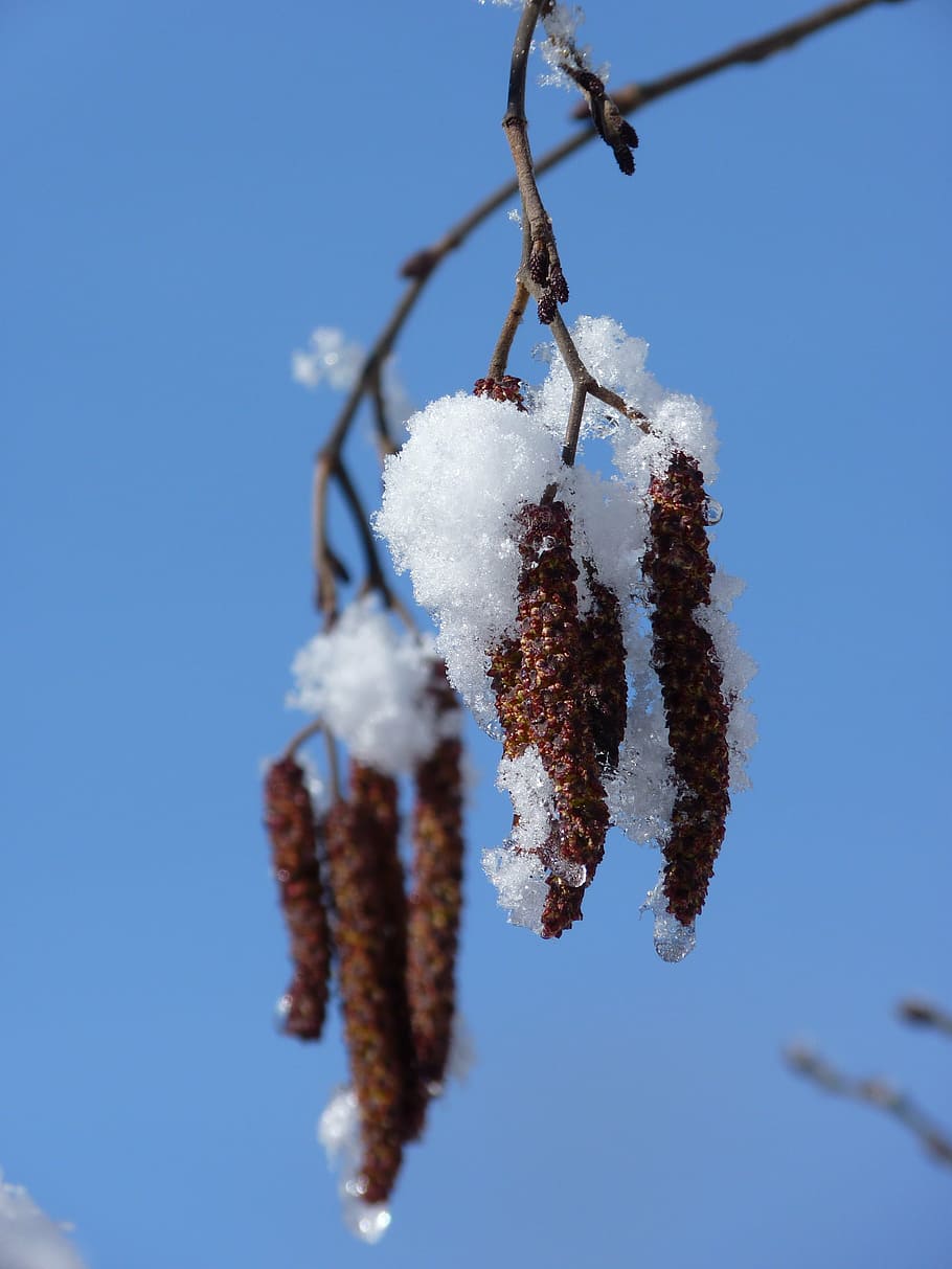 hazel, bush, snow, hazelnut, frühlingsanfang, nature, plant HD wallpaper