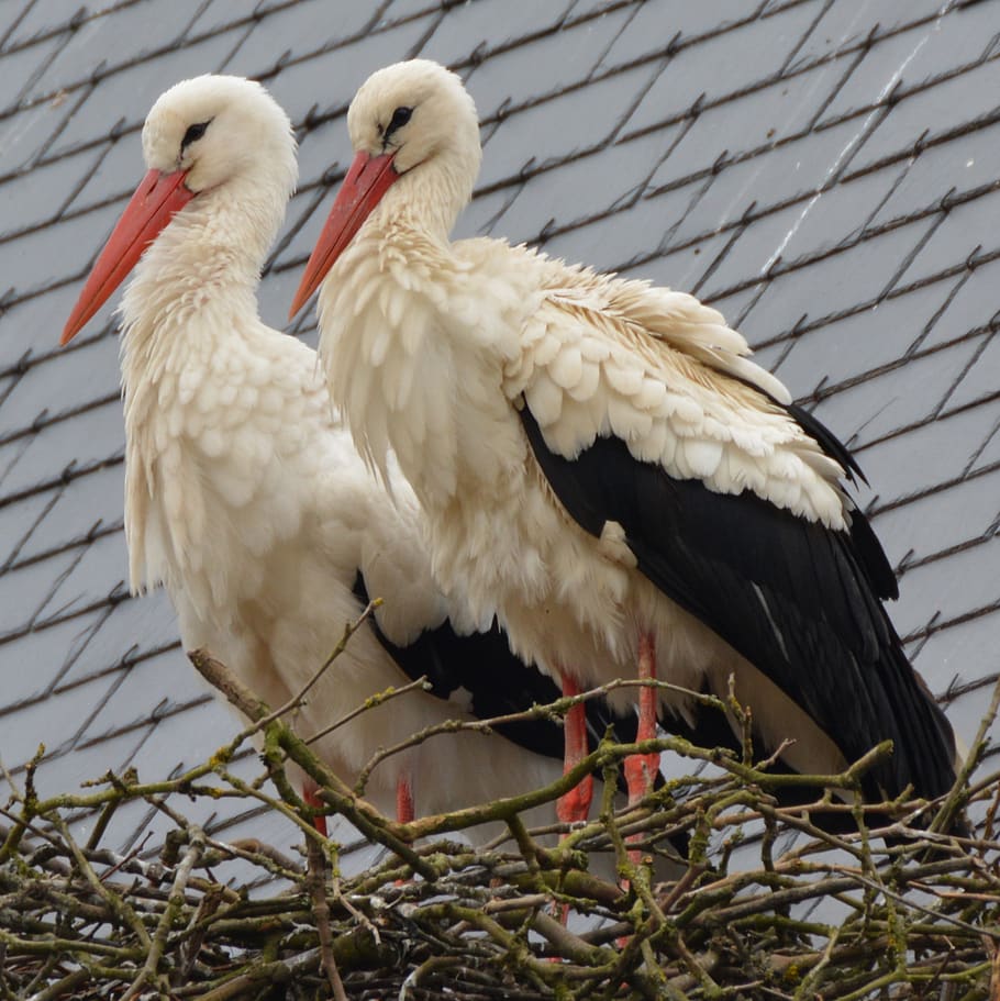 stork, animal, bird, animal themes, vertebrate, animal wildlife HD wallpaper