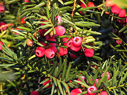 berries, red, juniper, fruit, plant, summer, nature, red fruits HD wallpaper