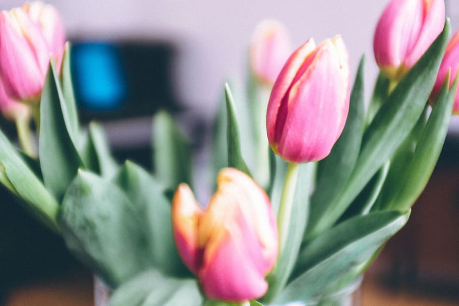 Tulips, nature, bouquet, flower, pink Color, plant, gift, arrangement HD wallpaper