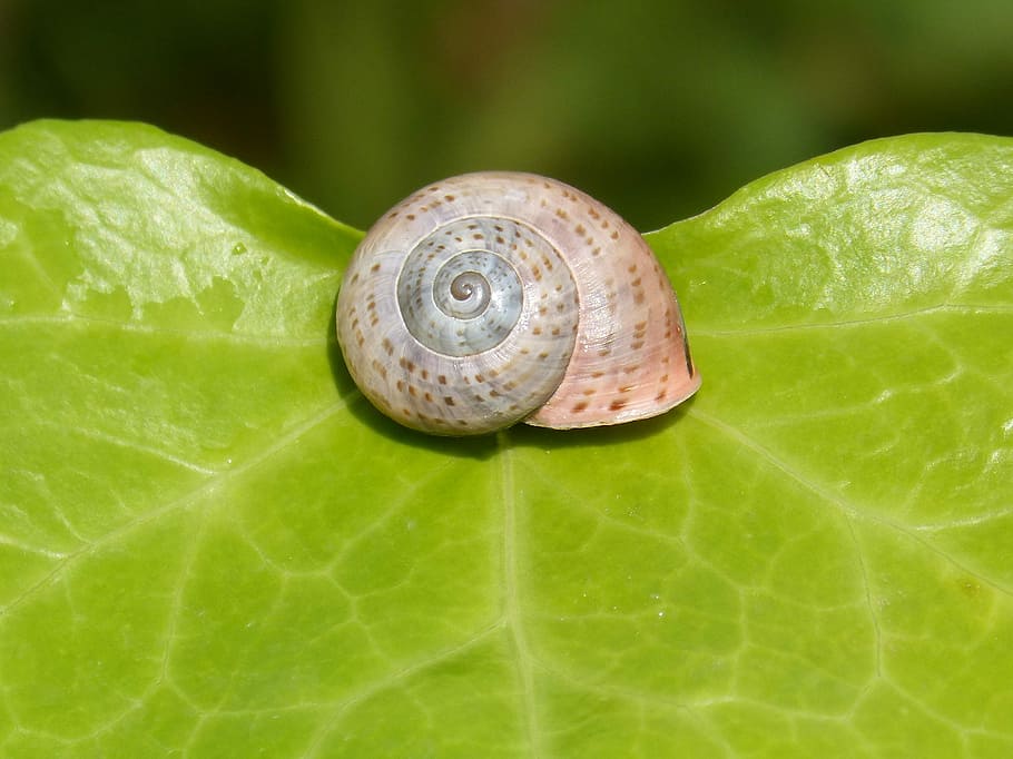conch, leaf, snail, nature, seafood, garden, shell, close-up HD wallpaper