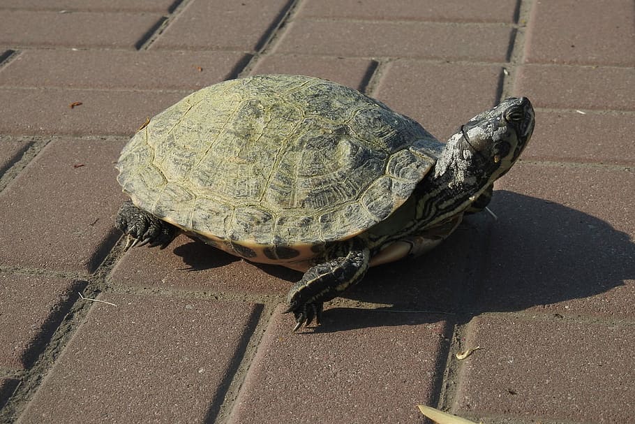 turtle, shell, nature, animal, reptiles, armor, the head of the HD wallpaper