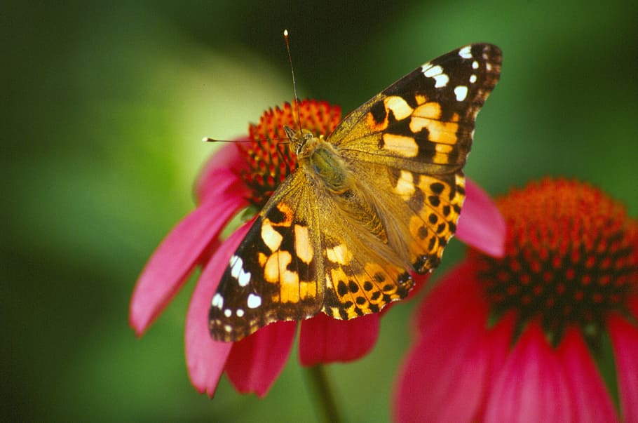 butterfly, flower, insect, invertebrate, butterfly - insect HD wallpaper