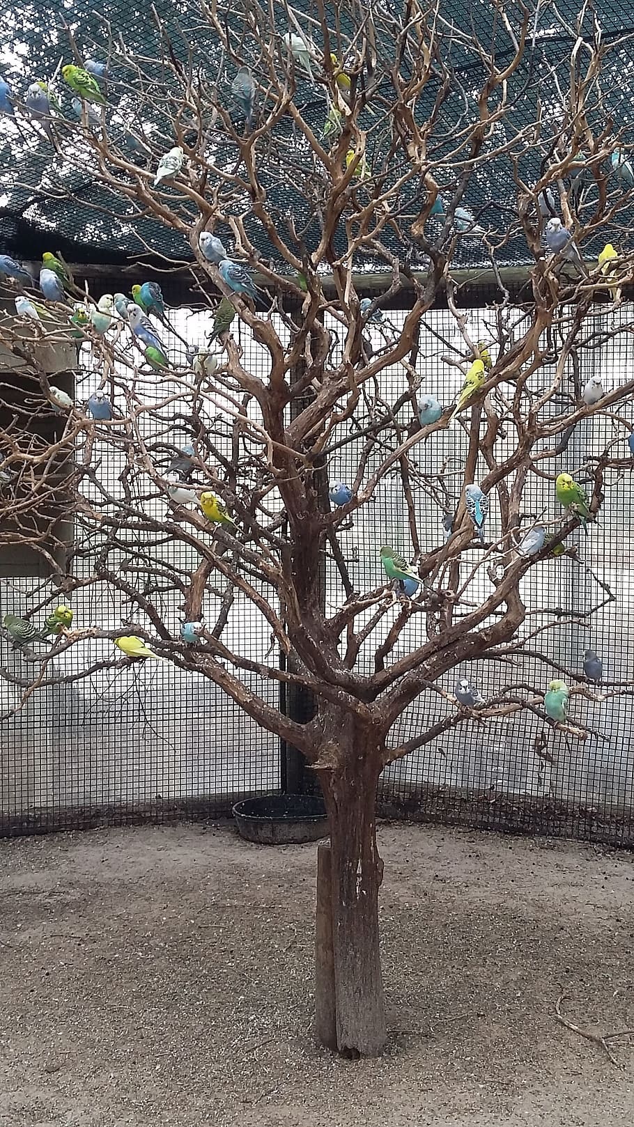 birds, birds tree, tree branches, plant, bare tree, day, nature HD wallpaper