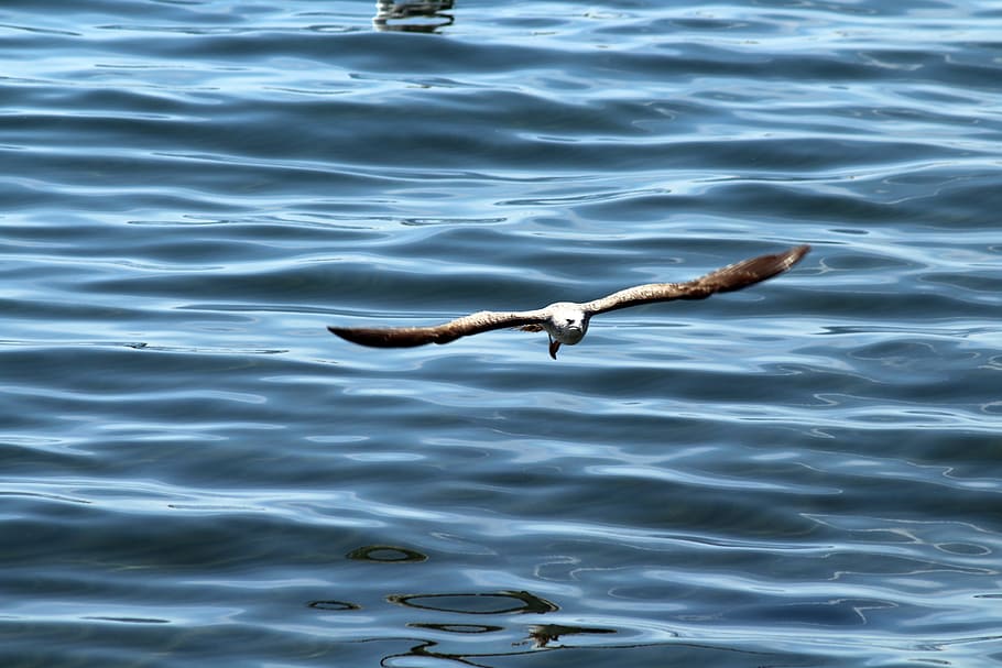 Bird, Sea, Seagull, Flight, birds, nature, ali, sky, dom, fly HD wallpaper