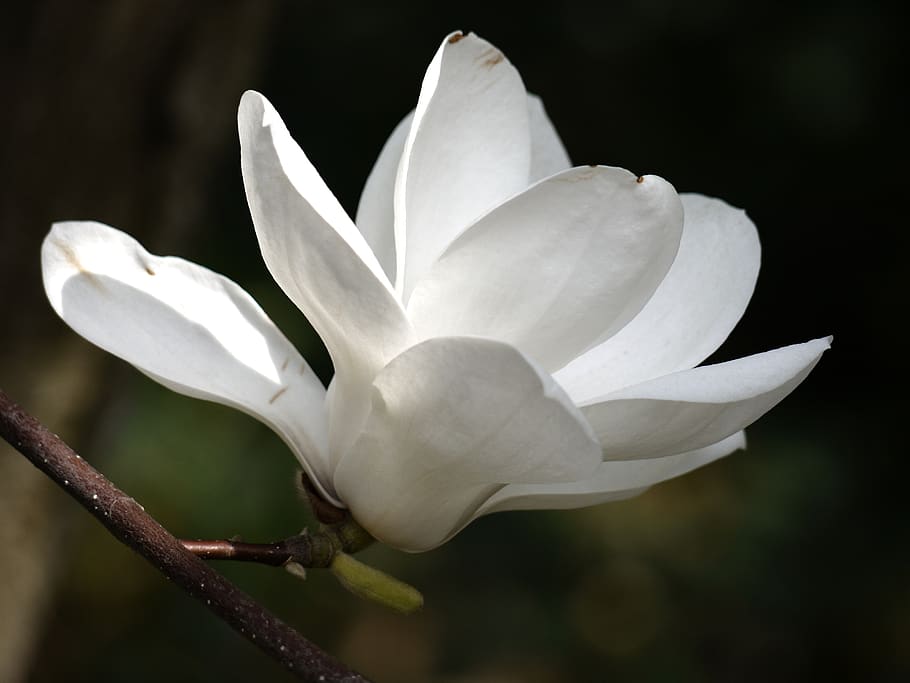 flower, white, magnolia, plant, beauty in nature, vulnerability HD wallpaper