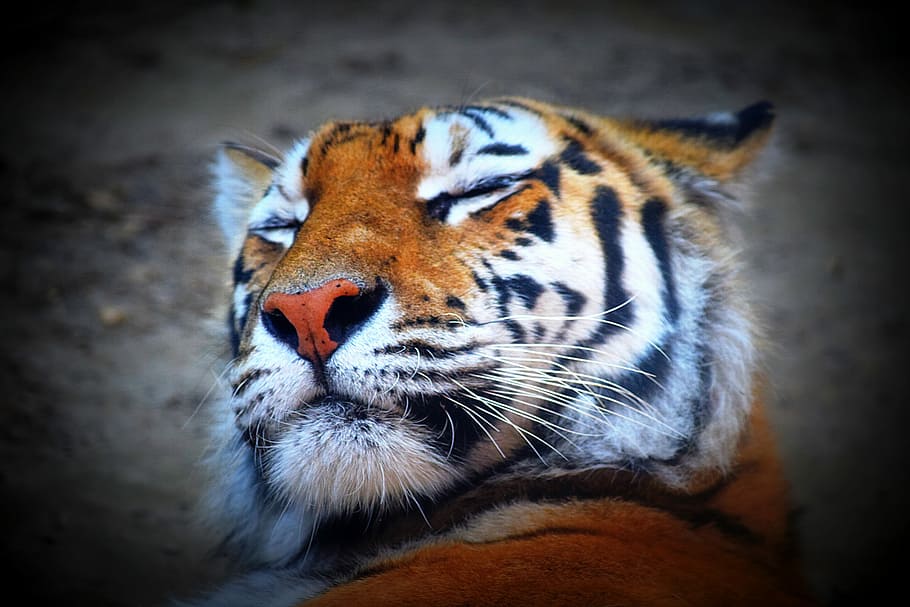 Tiger, Feline, Predator, one animal, animal themes, animal head HD wallpaper