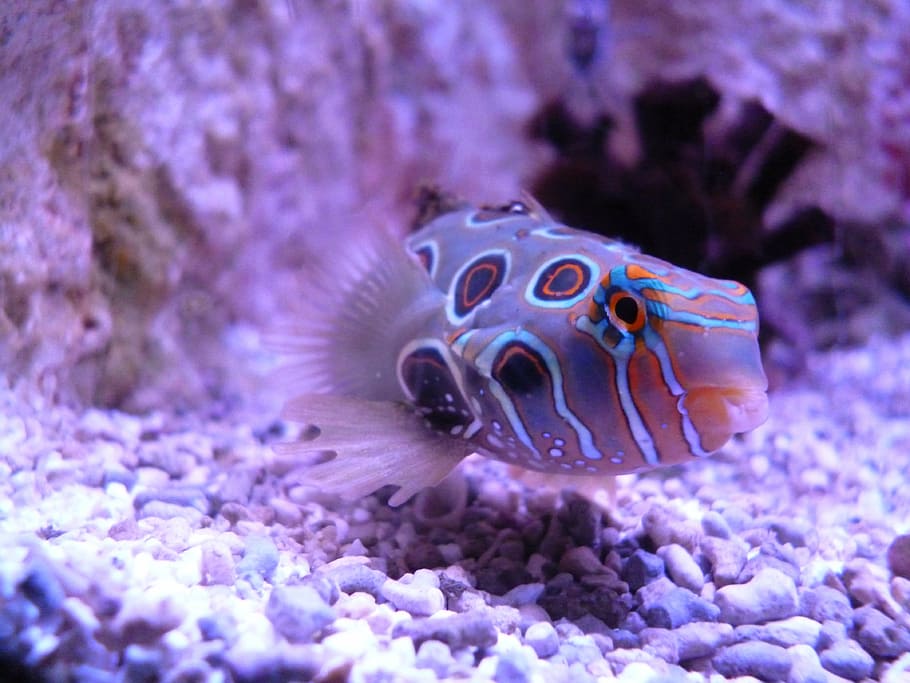 spotted puffer fish, water, deep, underwater, reef, sea, animal, HD wallpaper