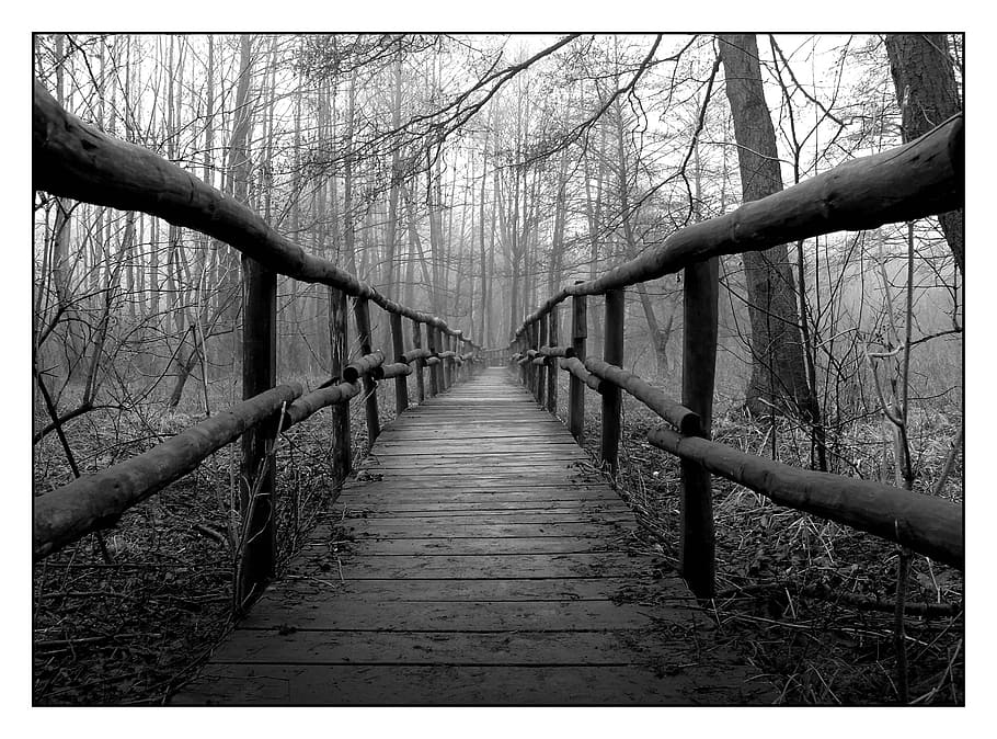 grayscale photo of a wooden bridge in the middle of woods, autumn HD wallpaper