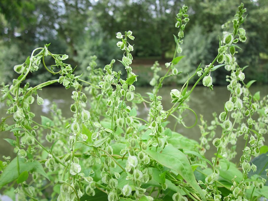 fallopia dumetorum, copse bindweed, plant, flora, wildflower HD wallpaper