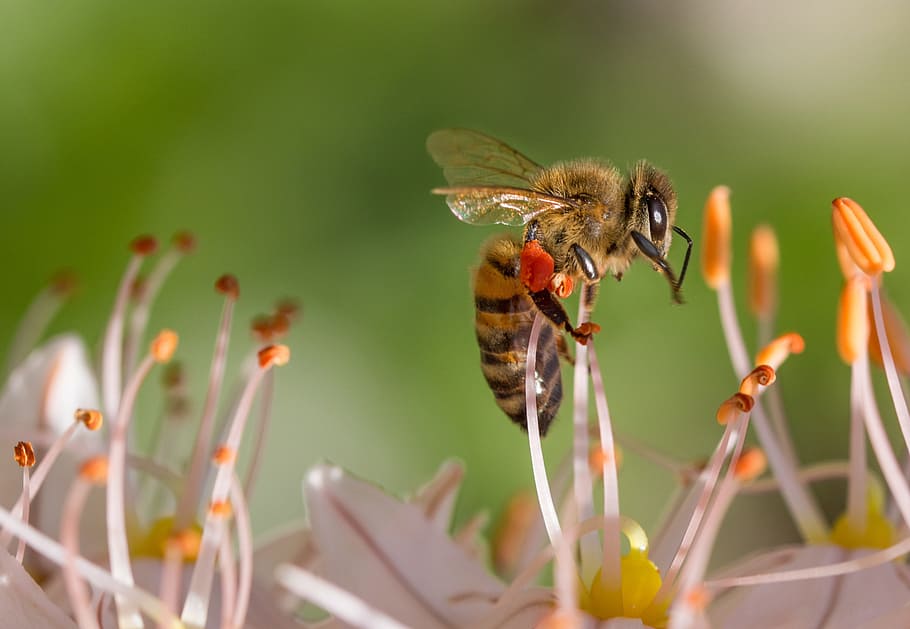 Bee on White Flower, bloom, blossom, close-up, flora, HD wallpaper HD wallpaper