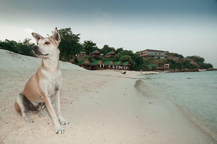 dog, pet, beach, ditting, waiting, evening, sea, sand, calm HD wallpaper