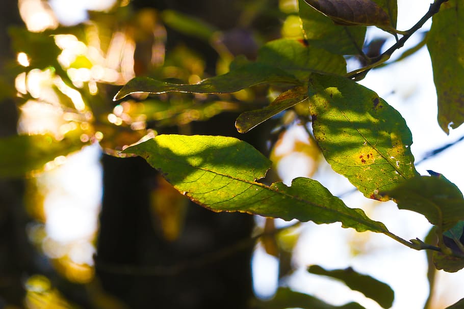leaf, tree, nature, sun, autumn, fall, plant part, growth, green color HD wallpaper