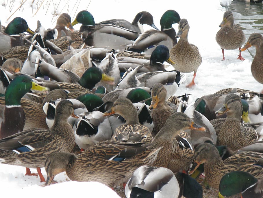 ducks, winter, ducks in winter, bird, vertebrate, group of animals HD wallpaper