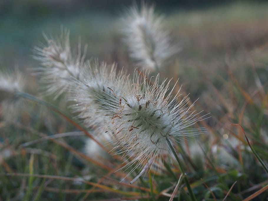 grass, wild, weed, plant, brown, seed, prickly, growth, close-up HD wallpaper