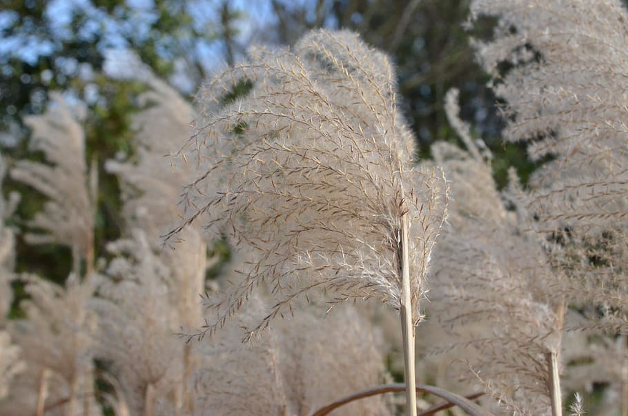 reed, marsh lance, grasses, plant, tree, nature, focus on foreground HD wallpaper