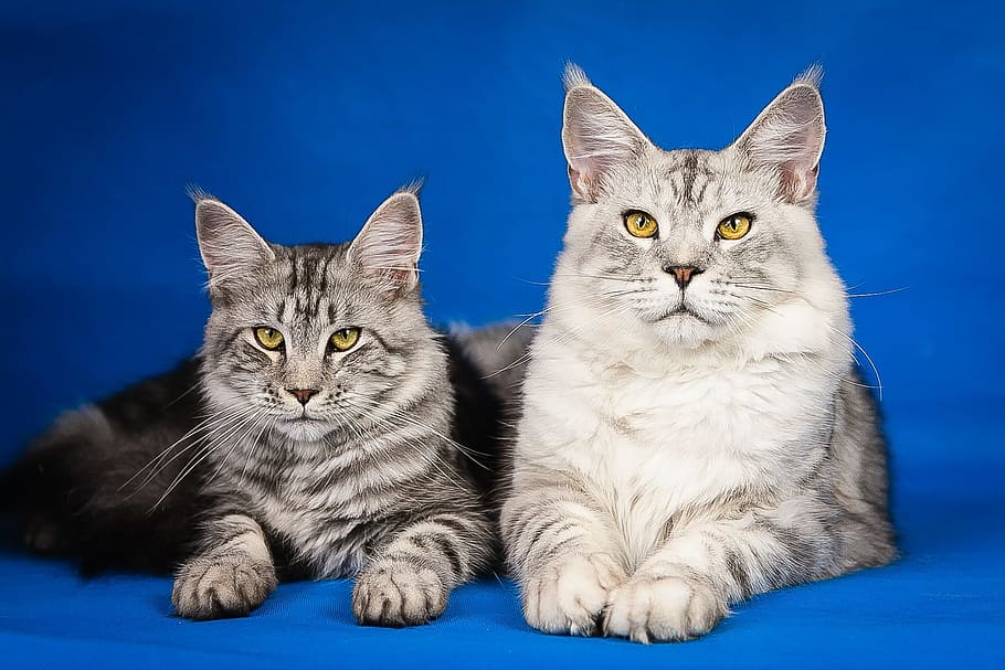 two silver bobcats, maine coon, kittens, cute, pets, mainkan, HD wallpaper