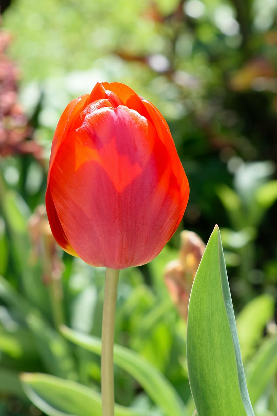 tulip, spring, nearby, flowering plant, beauty in nature, vulnerability, HD wallpaper