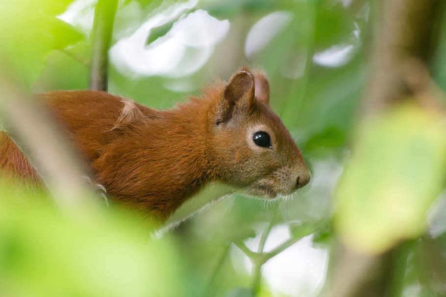 squirrel, expensive, have, natural, denmark, grass, lawn, beg HD wallpaper