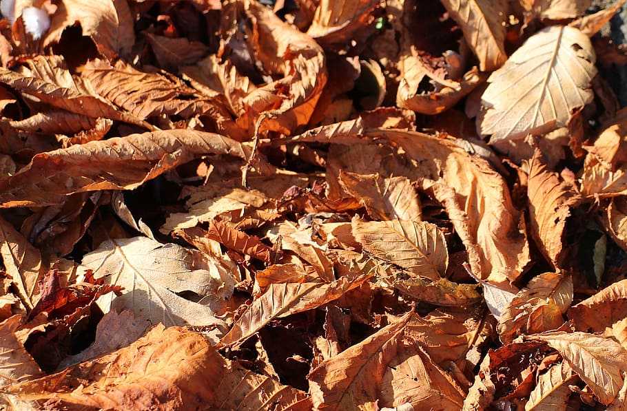 leaves, fall foliage, autumn, leaf, nature, brown, sheet rain HD wallpaper